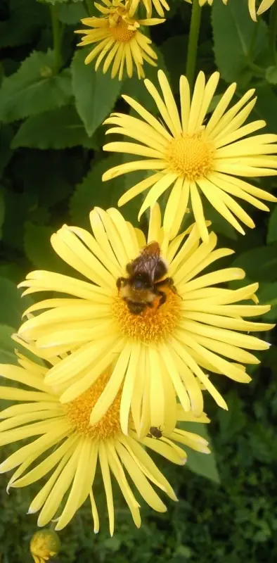 Bumblebee2