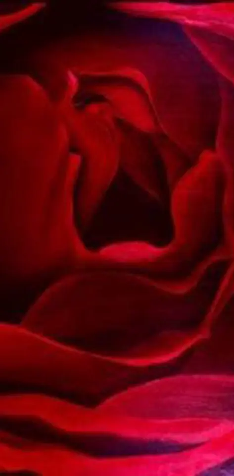 Cute Red Rose