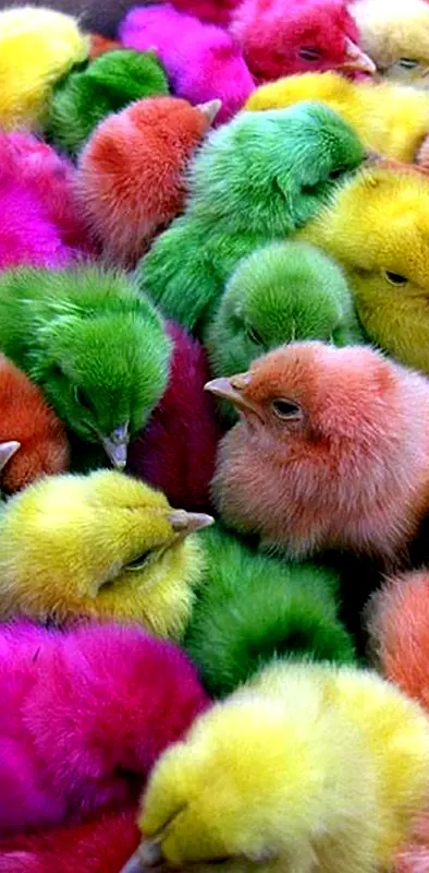 Colourfull Chikens