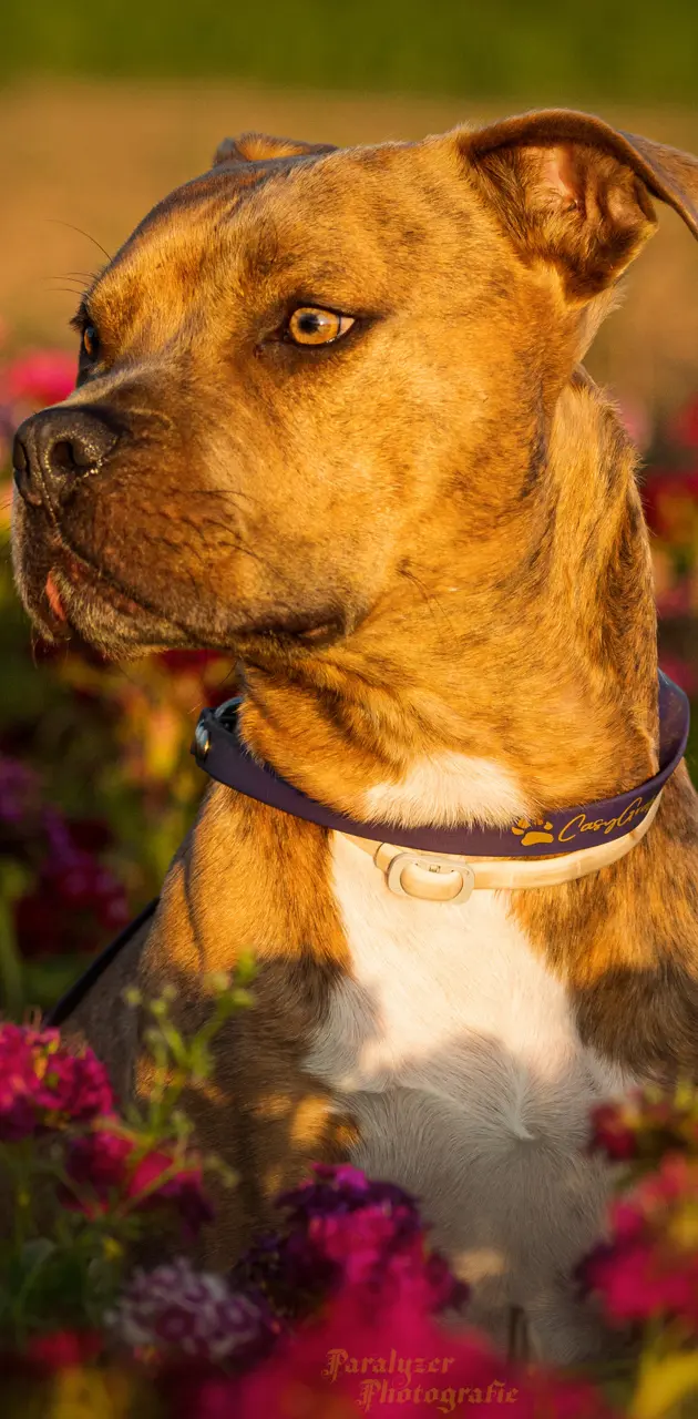 AMSTAFF with Flower