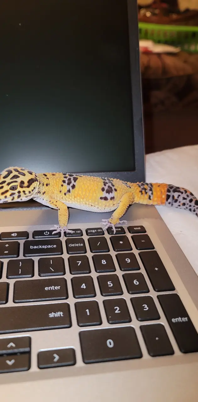 Computing Gecko