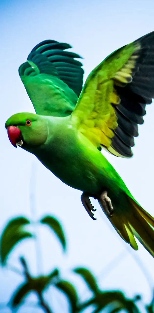 Parrot in Flight