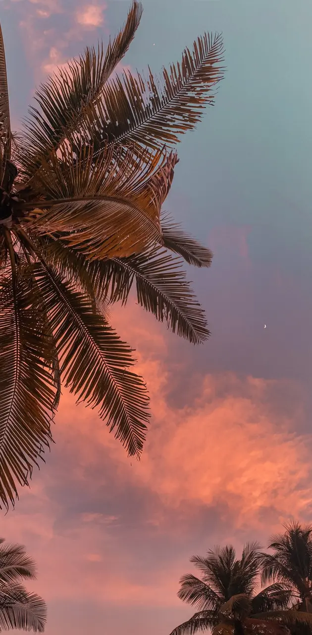 Palm Tree Pink Sky