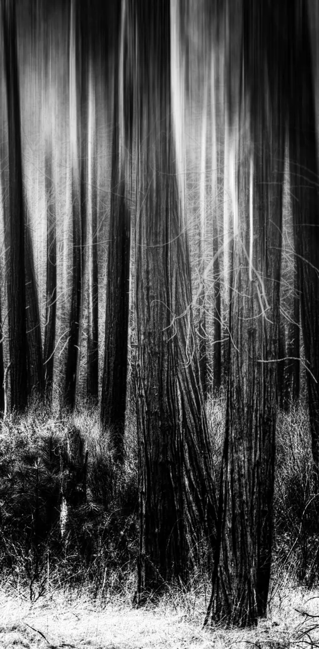 Forest dark