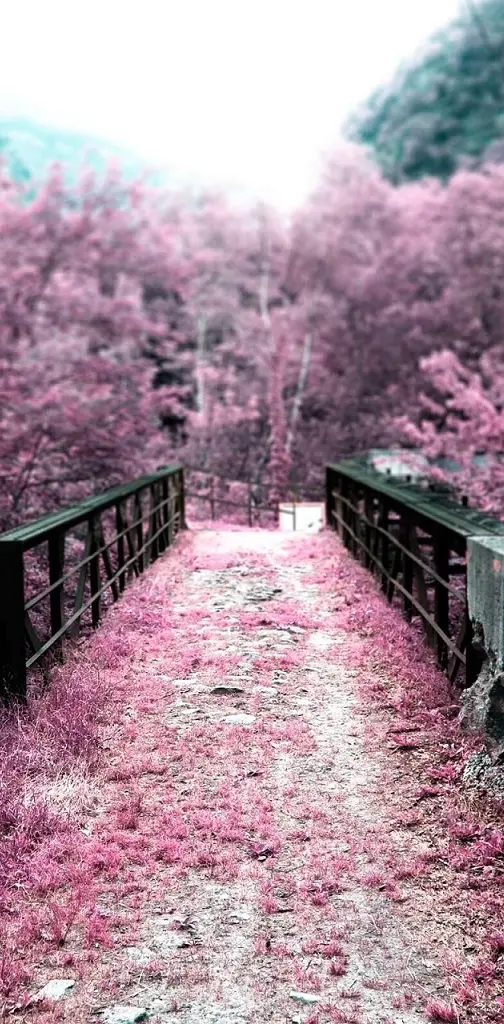 Cherry blossom walk