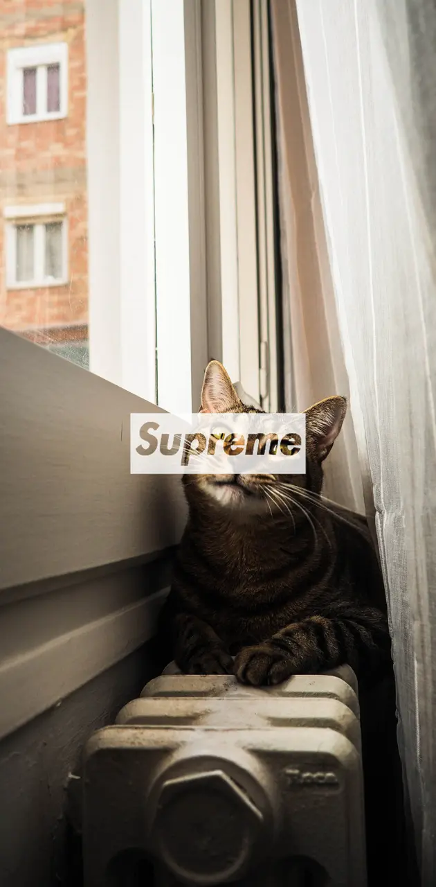 Supreme cat