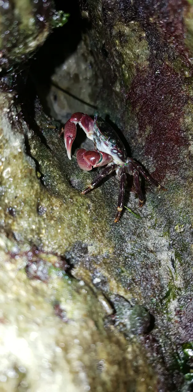Tidepool Crab