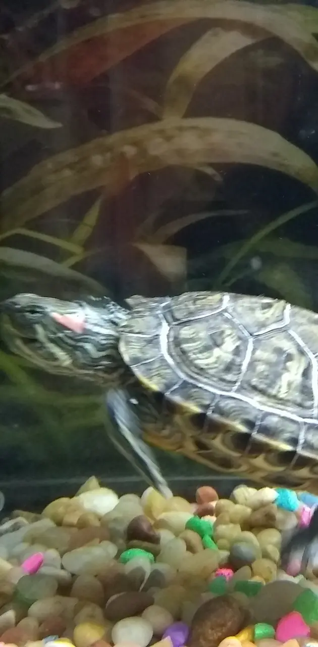 Cute Boss Turtle