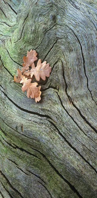 Wood And Leaf