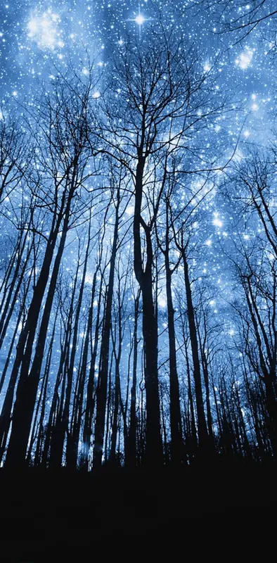 Stars Forest