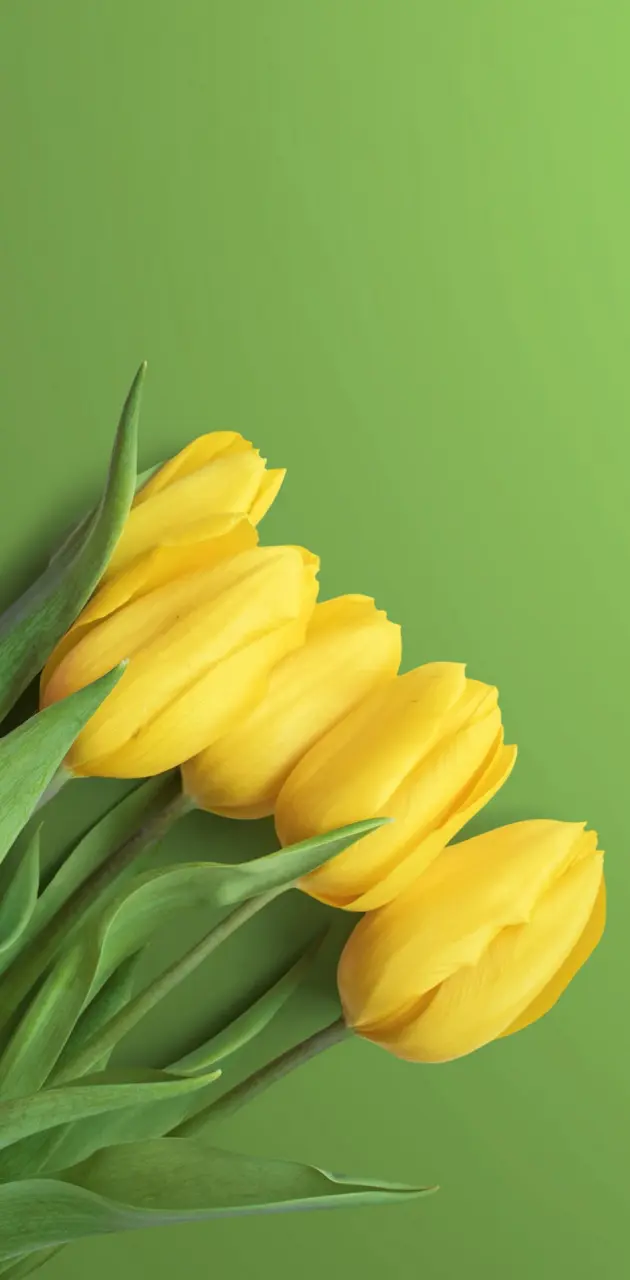 yellow tulip wallpaper