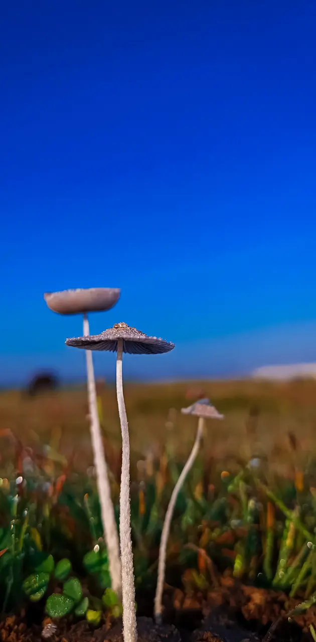 Mushroom with sky