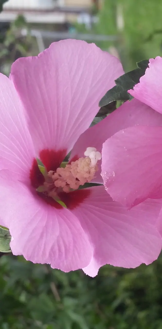 Love pink flowers
