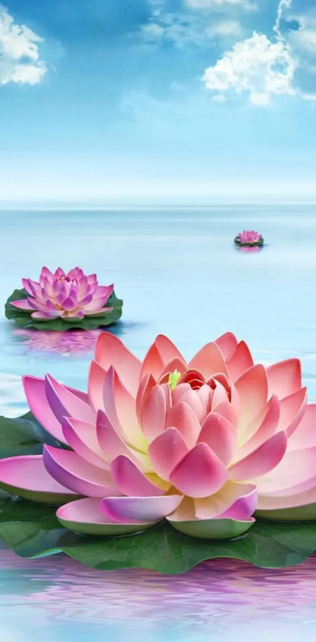 Water Lilies