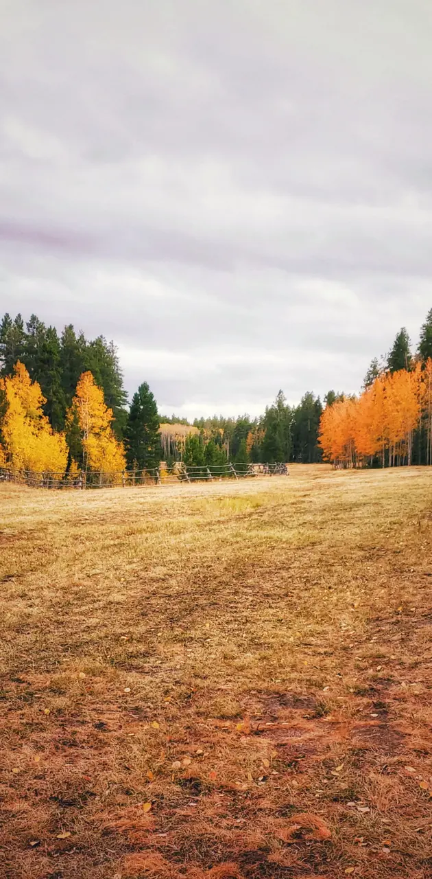 Autumn Meadow 