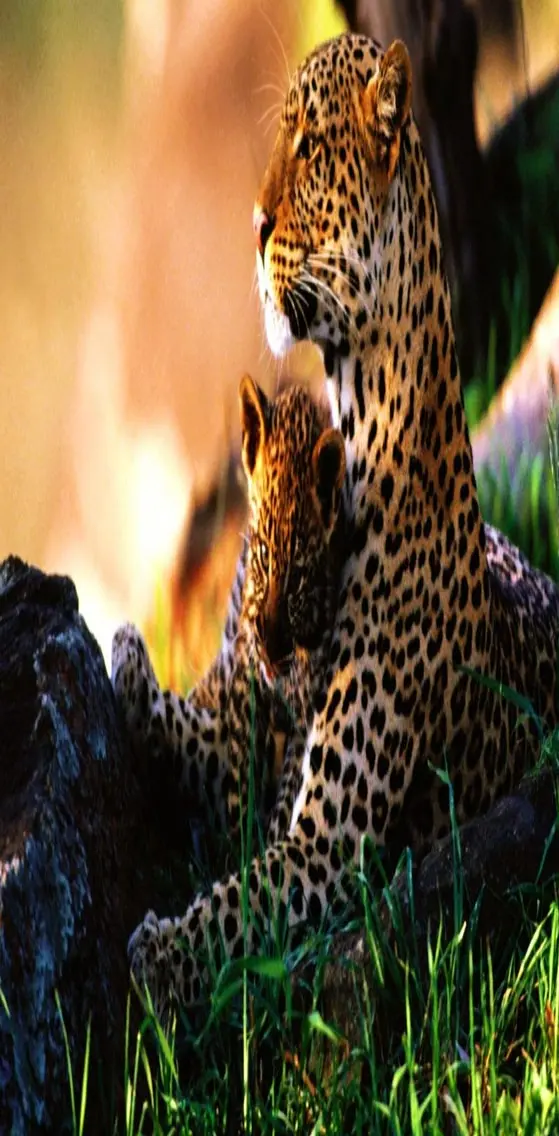 Mom Cheetah