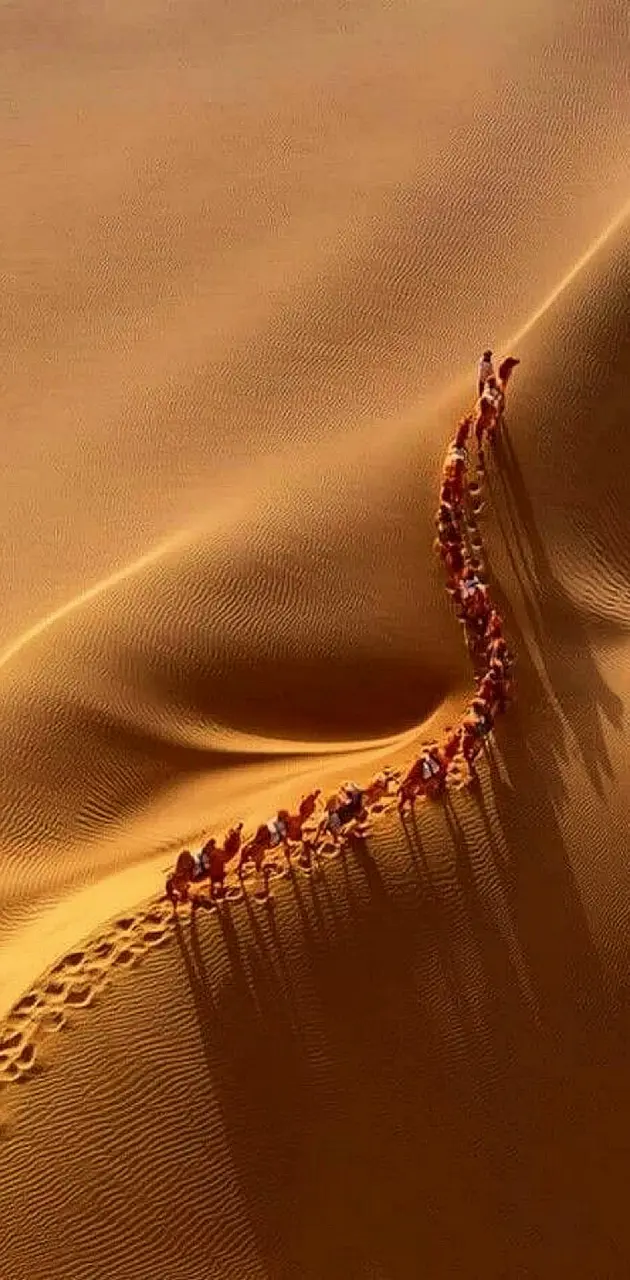 camels caravan