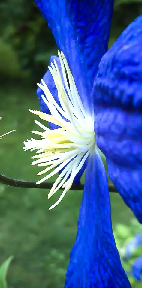 Blue Flower Macro