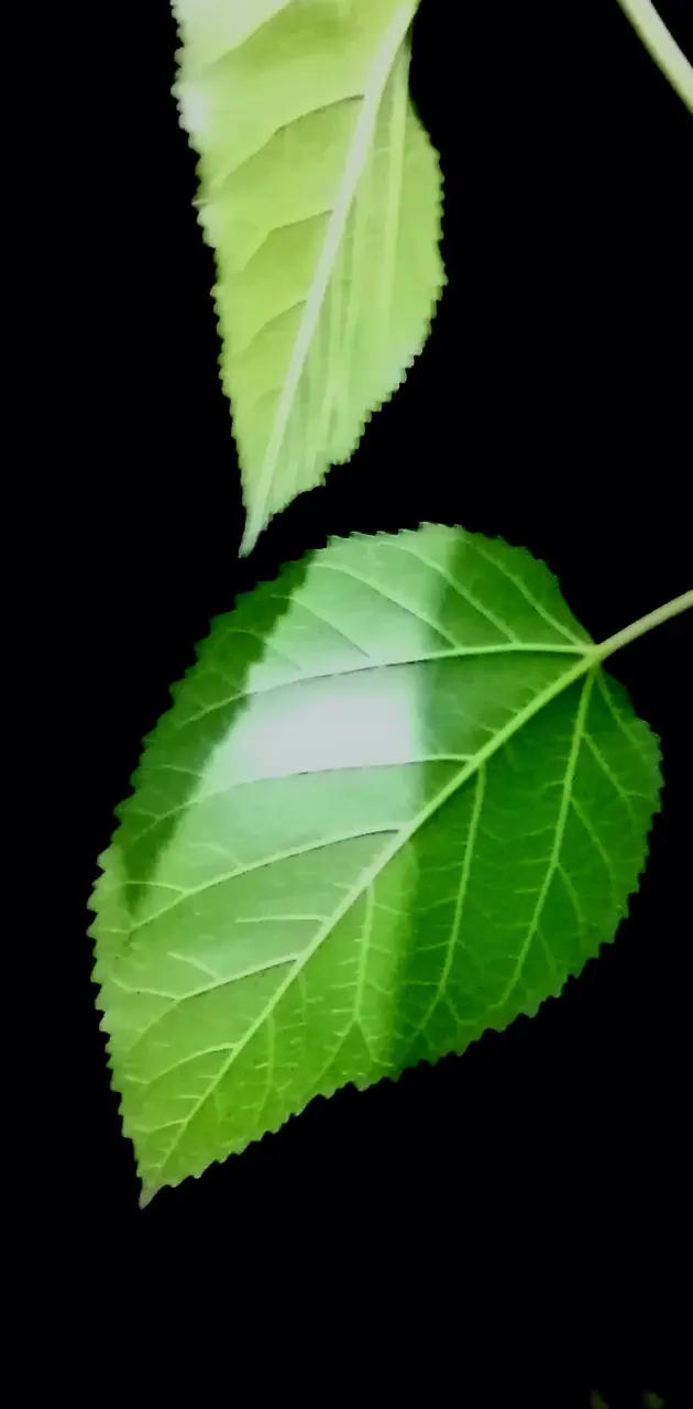 Darkness leaf 