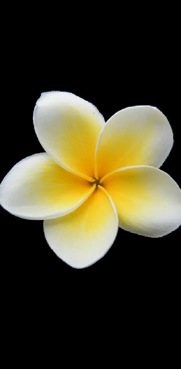 plumeria wallpaper by turtlesings75 - Download on ZEDGEâ„¢ | 41e1