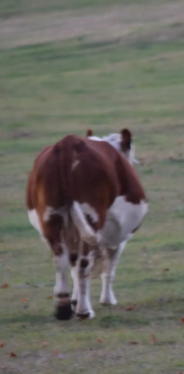 Cow walking away