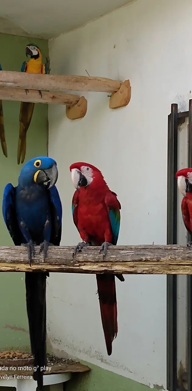 Birds from Brazil 