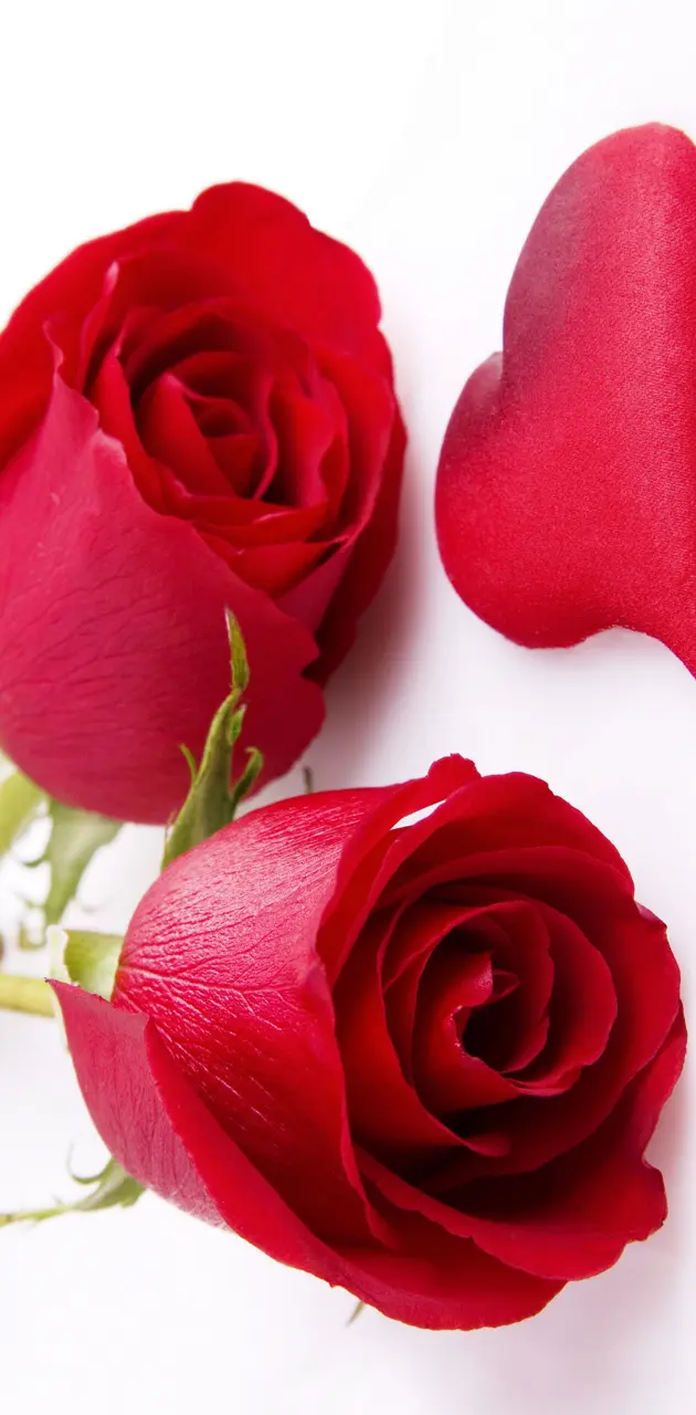 red rose i love you wallpaper