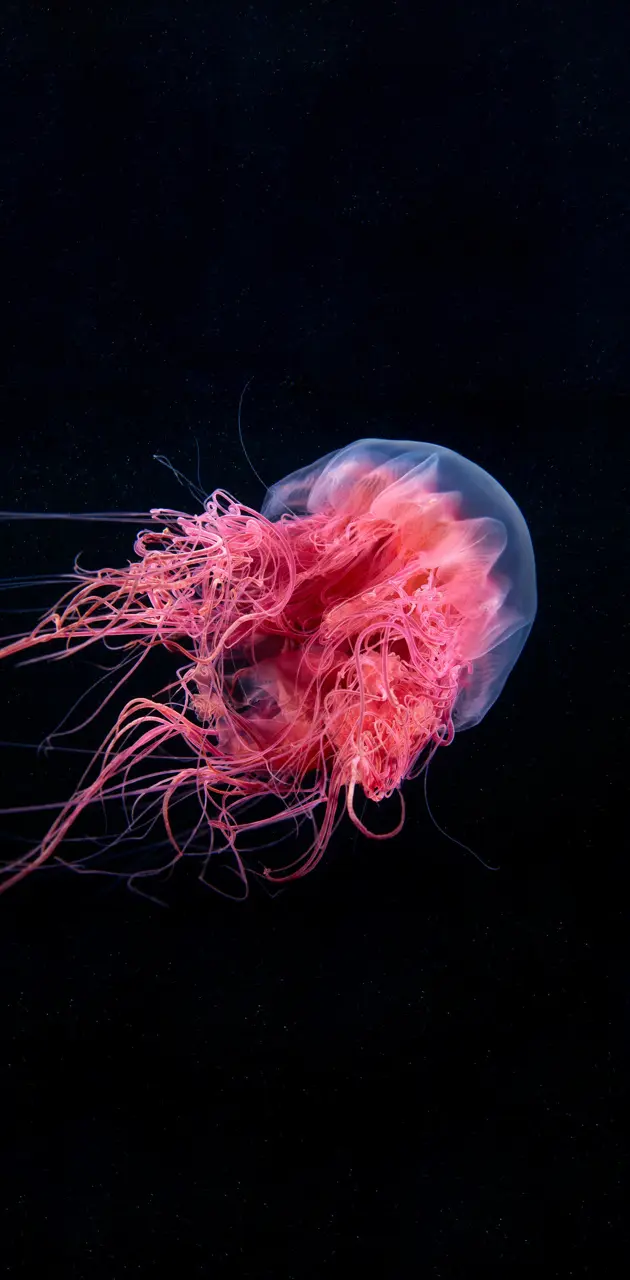 Oled jellyfish