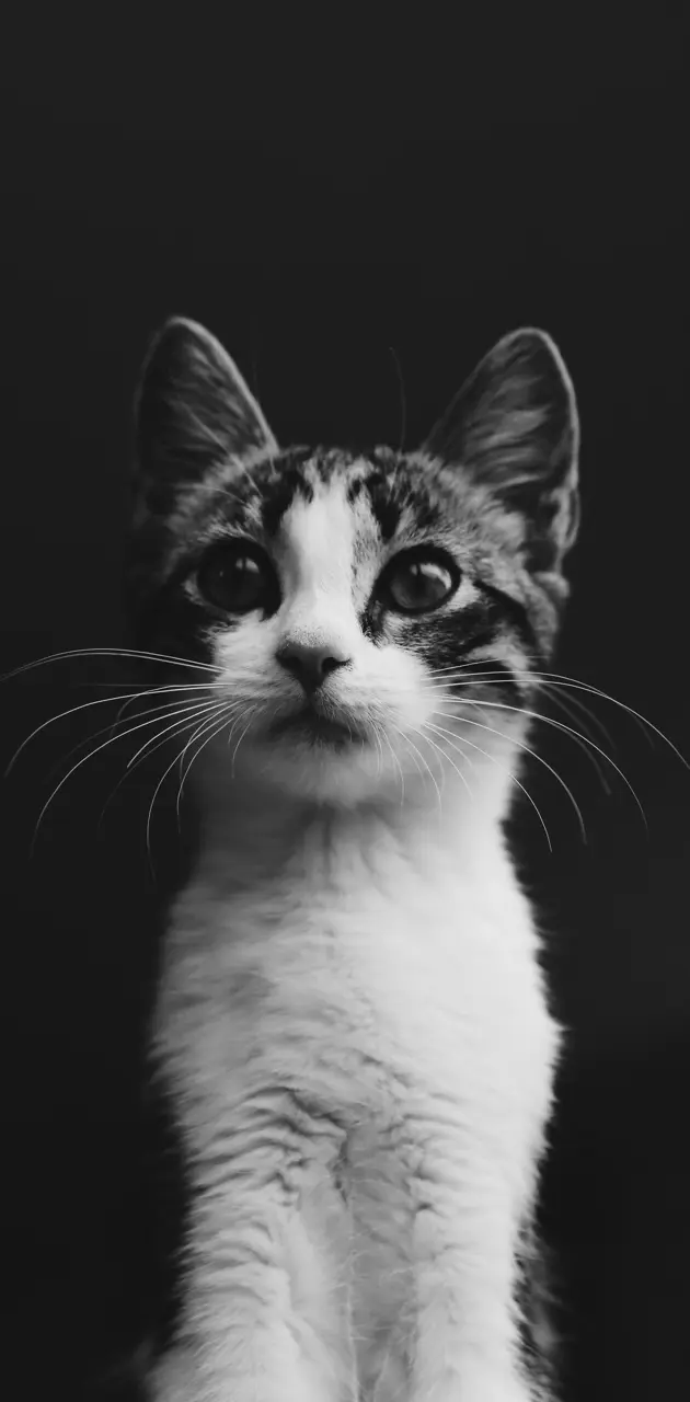 Cute Cat Kitten