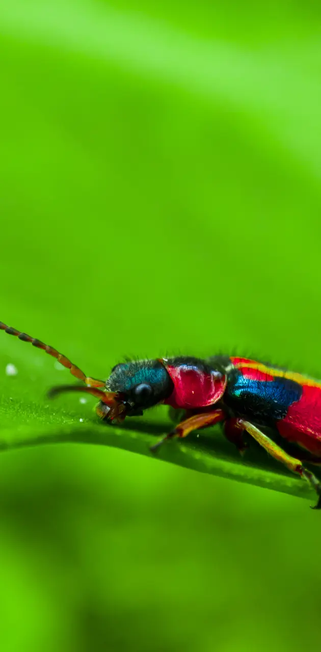Close up shot of Bug 