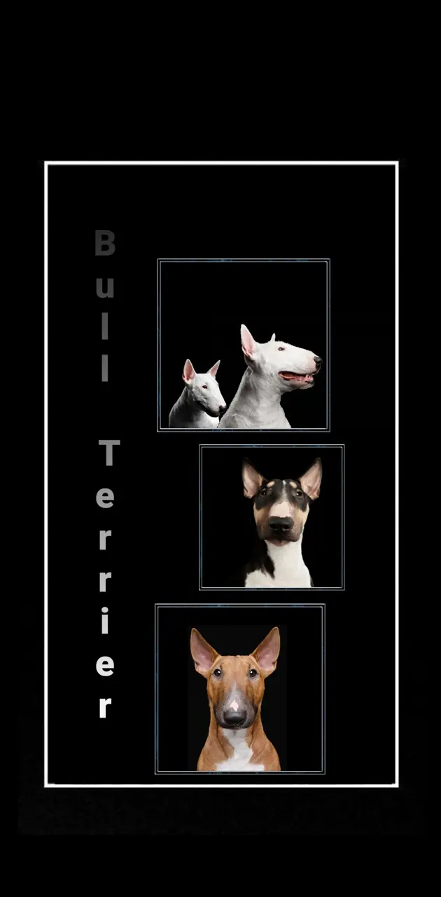 Bull Terrier dogs 