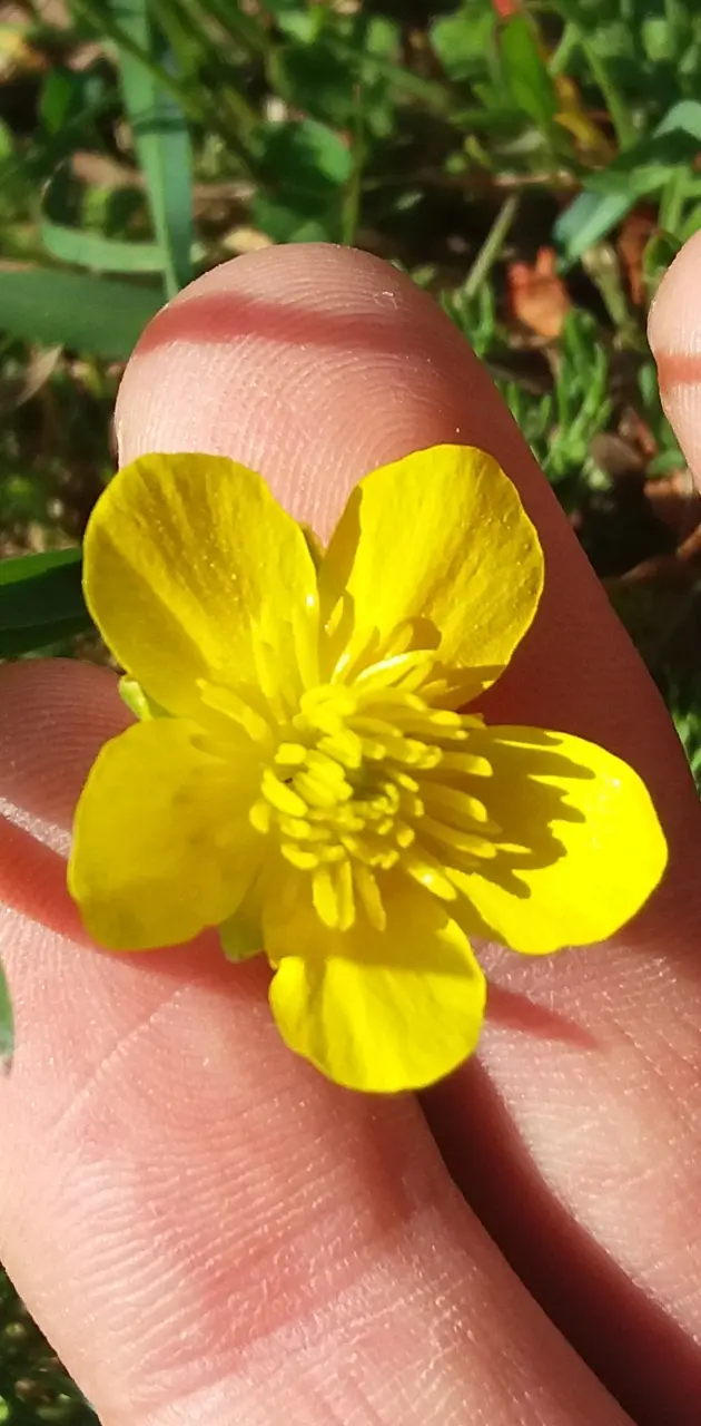 Rodopa Yellow Flower