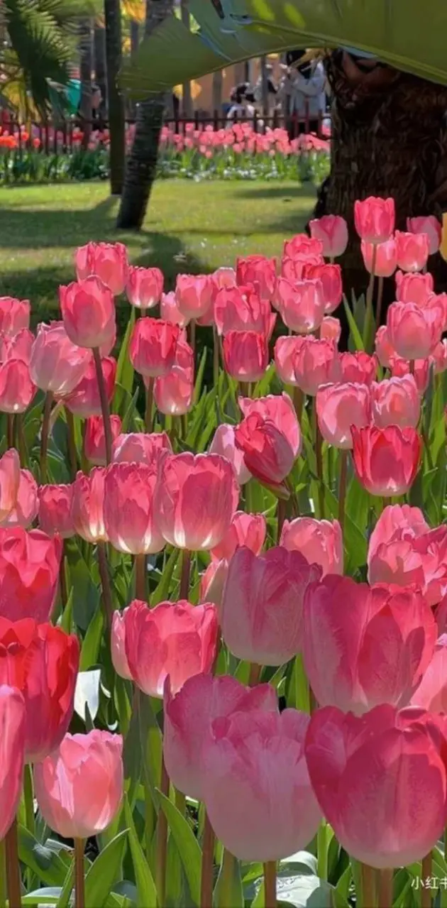 Tulips flowers wallpaper 