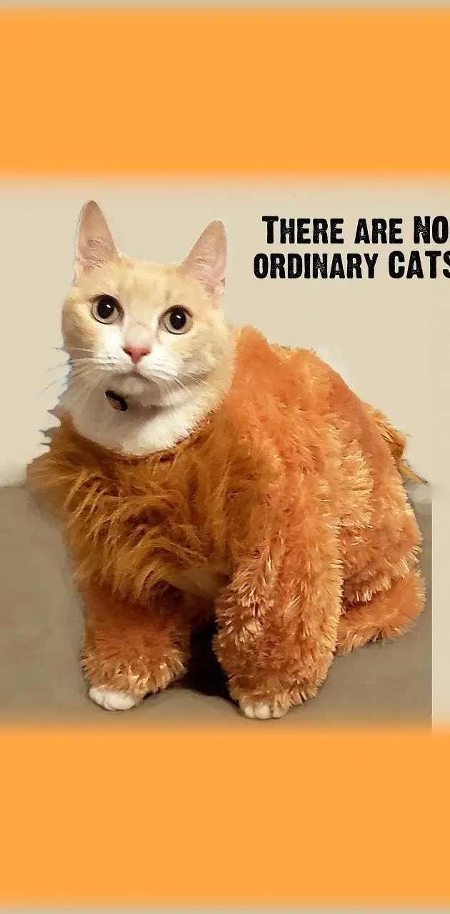 No Ordinary CATS