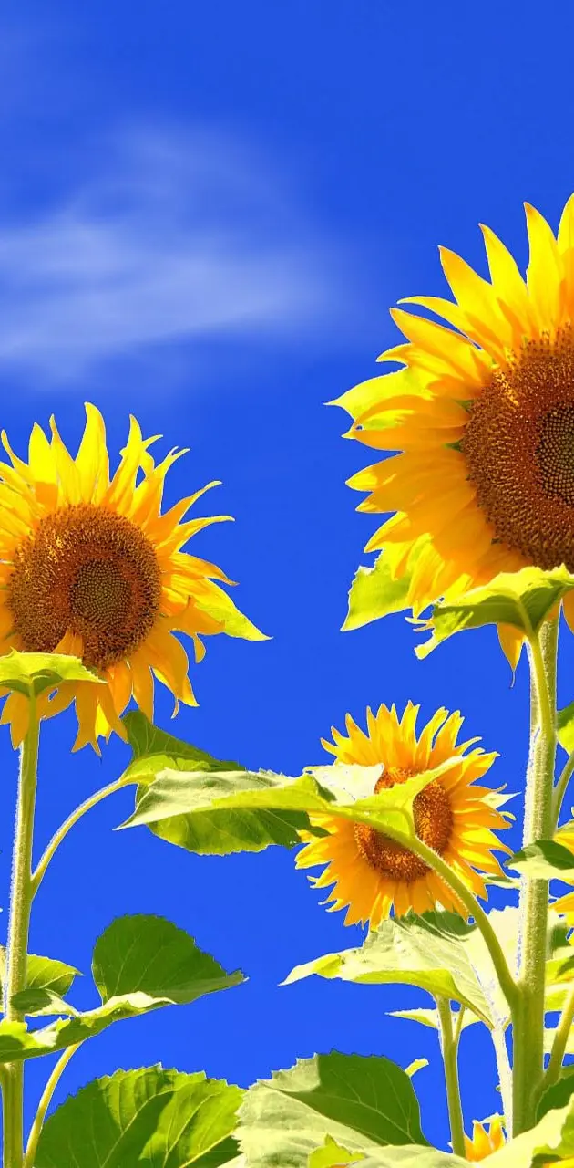 Field Sunflowers