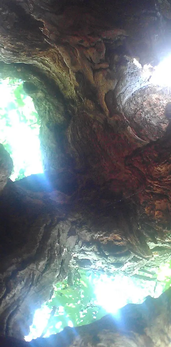 Inside A Tree