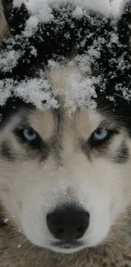 Husky In The Snow