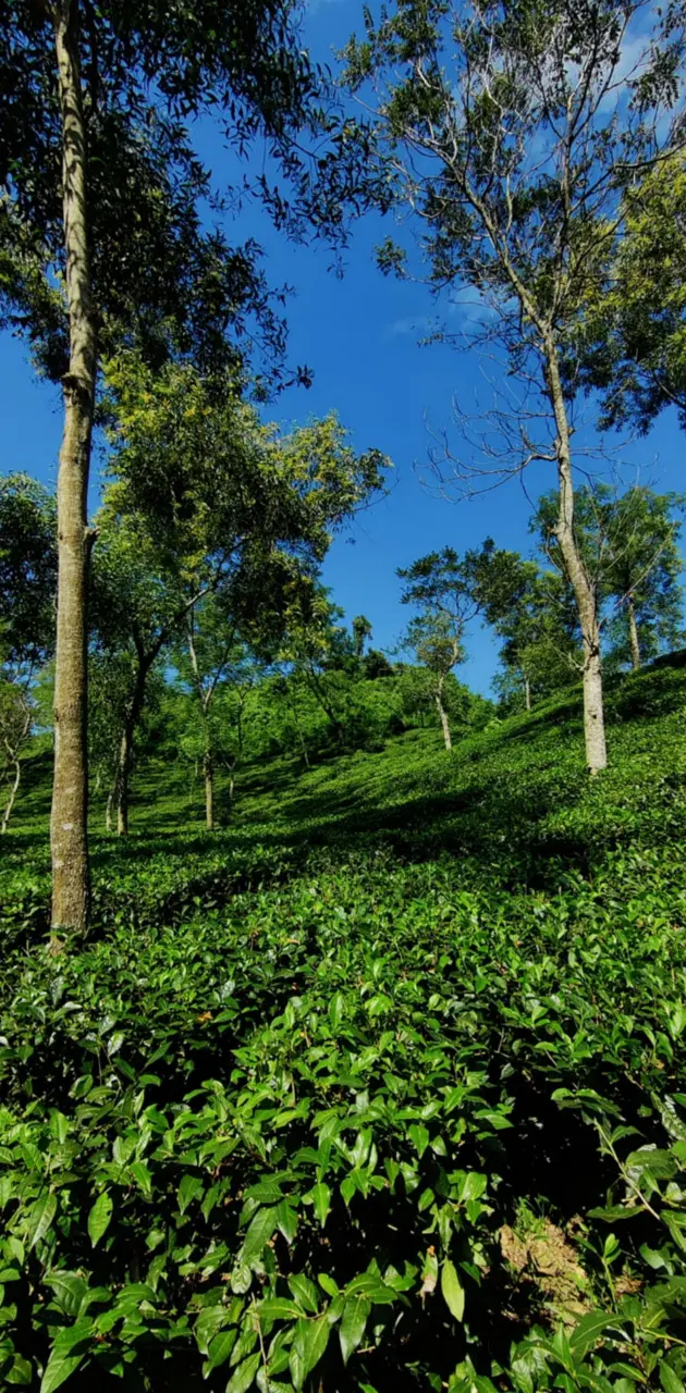 Tea garden Nature