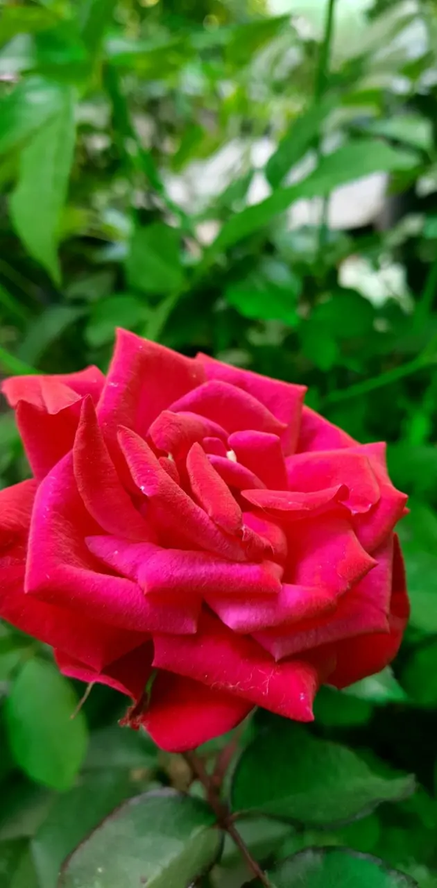 Rose HD