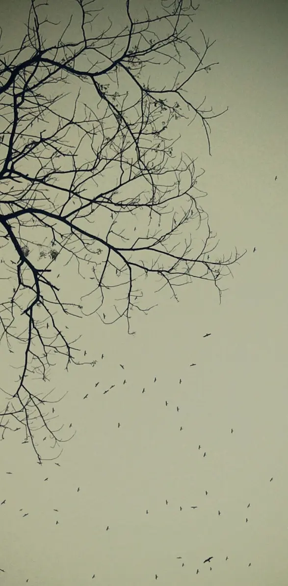 Tree  N Birds
