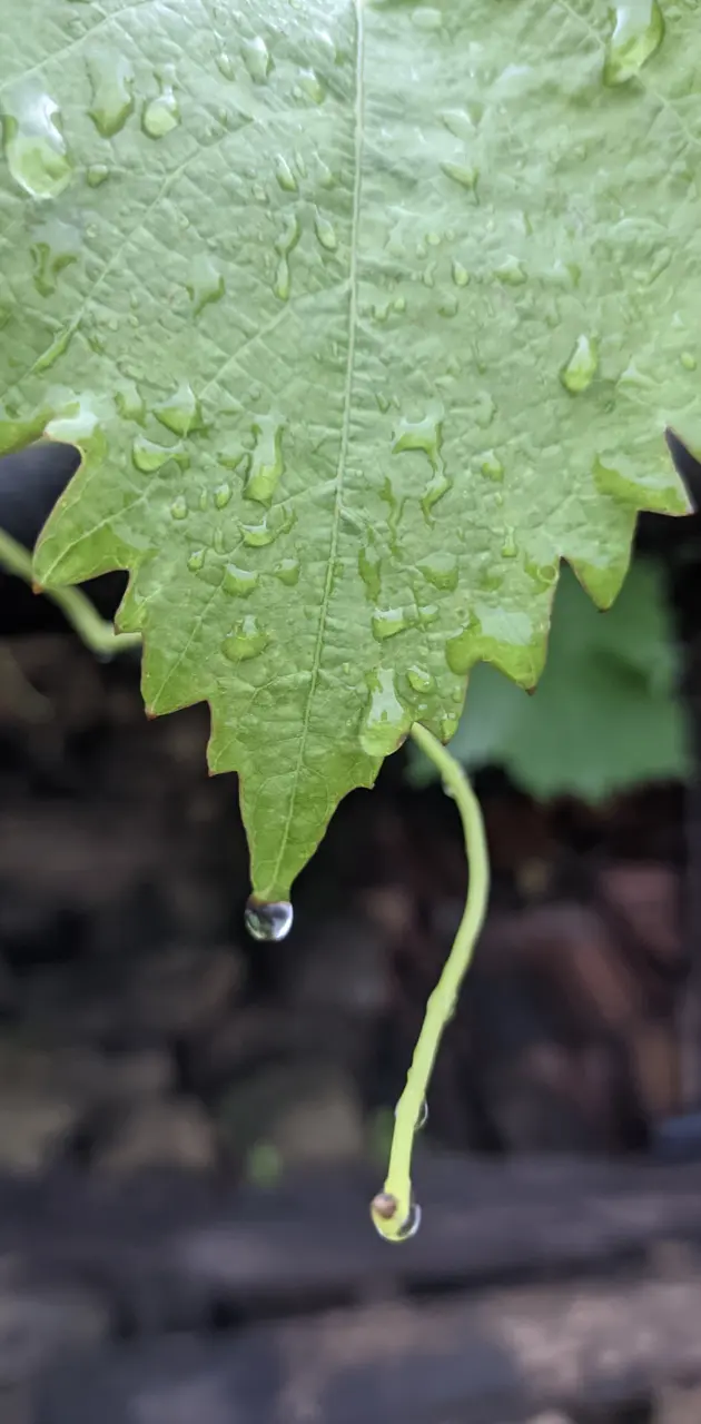 Water Drops on Leaf 🌿