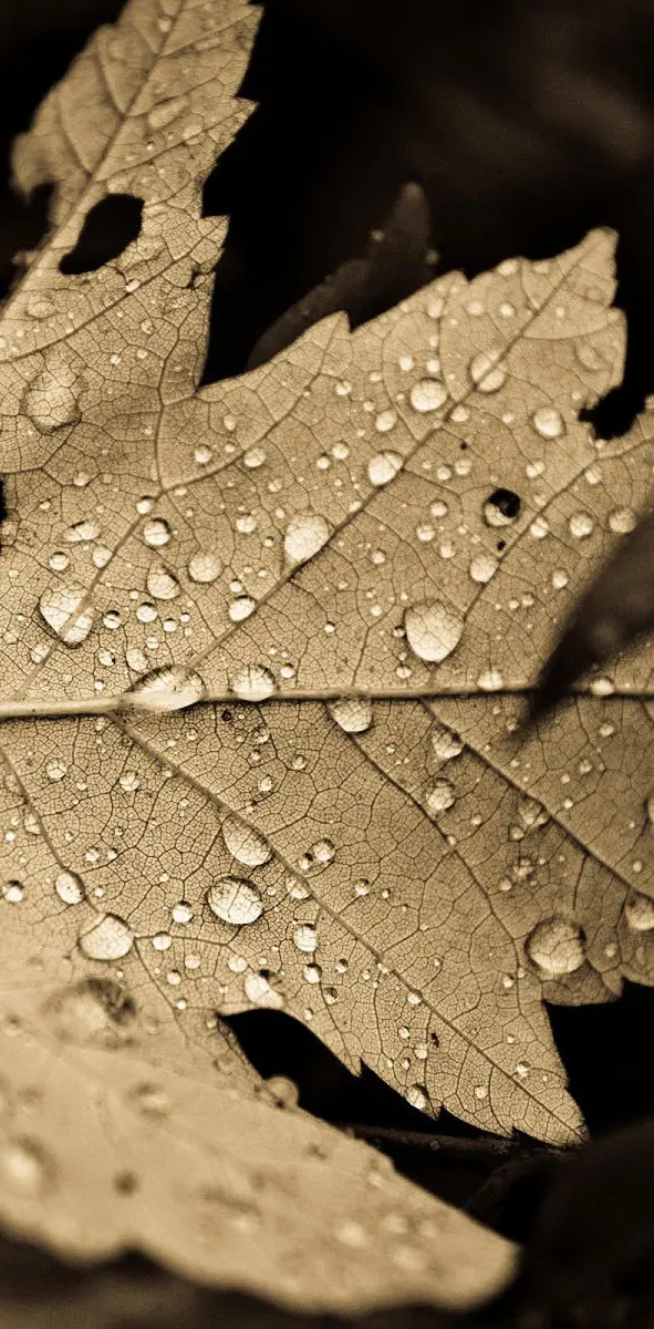 Leaf With Drop