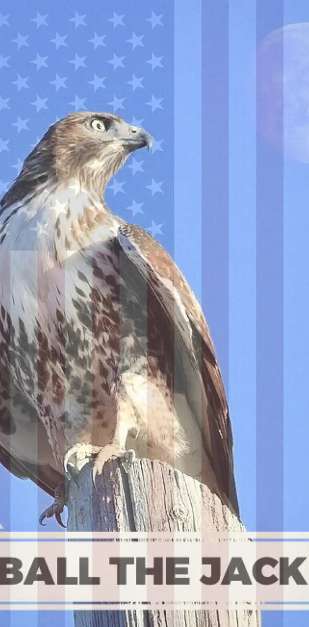 Red-Tailed Hawk Flag