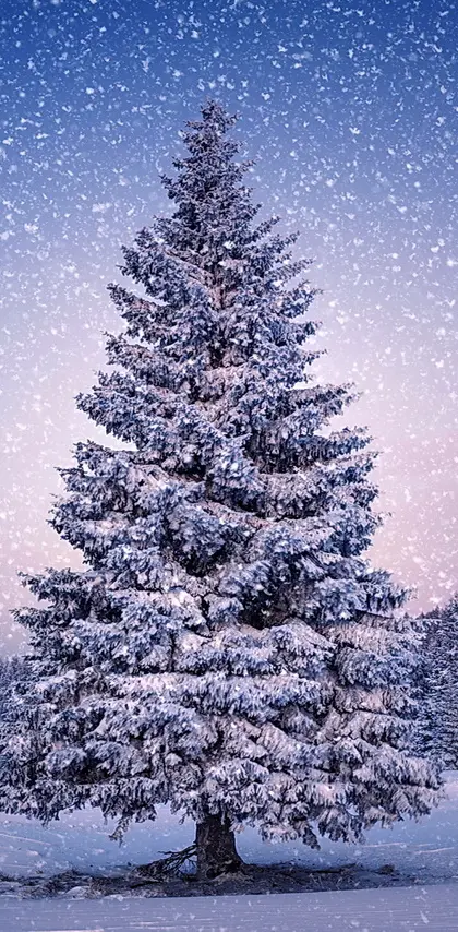 Snowy Fir-tree