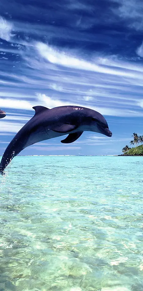 Dolphin Blue