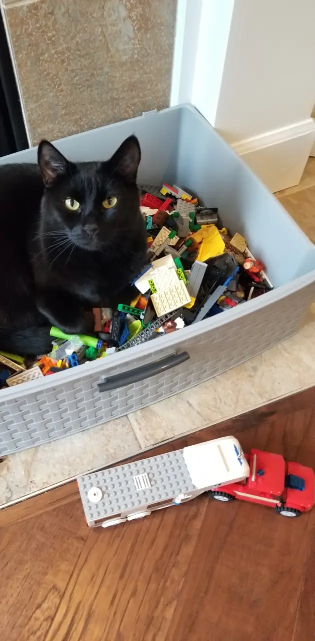 Lego cat