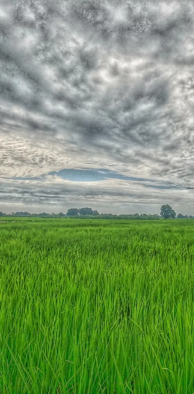 Crops and Sky