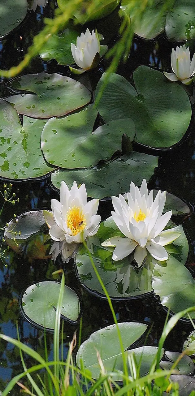 Pond of Lilies