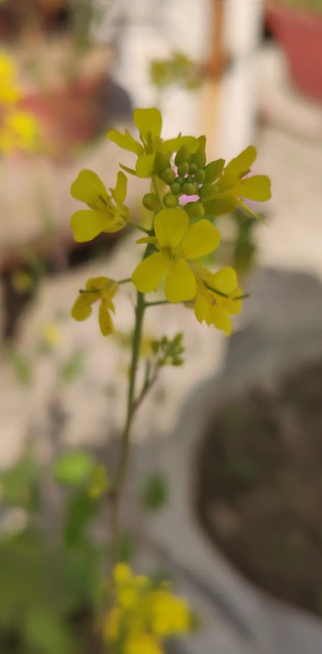 Mustard Flower