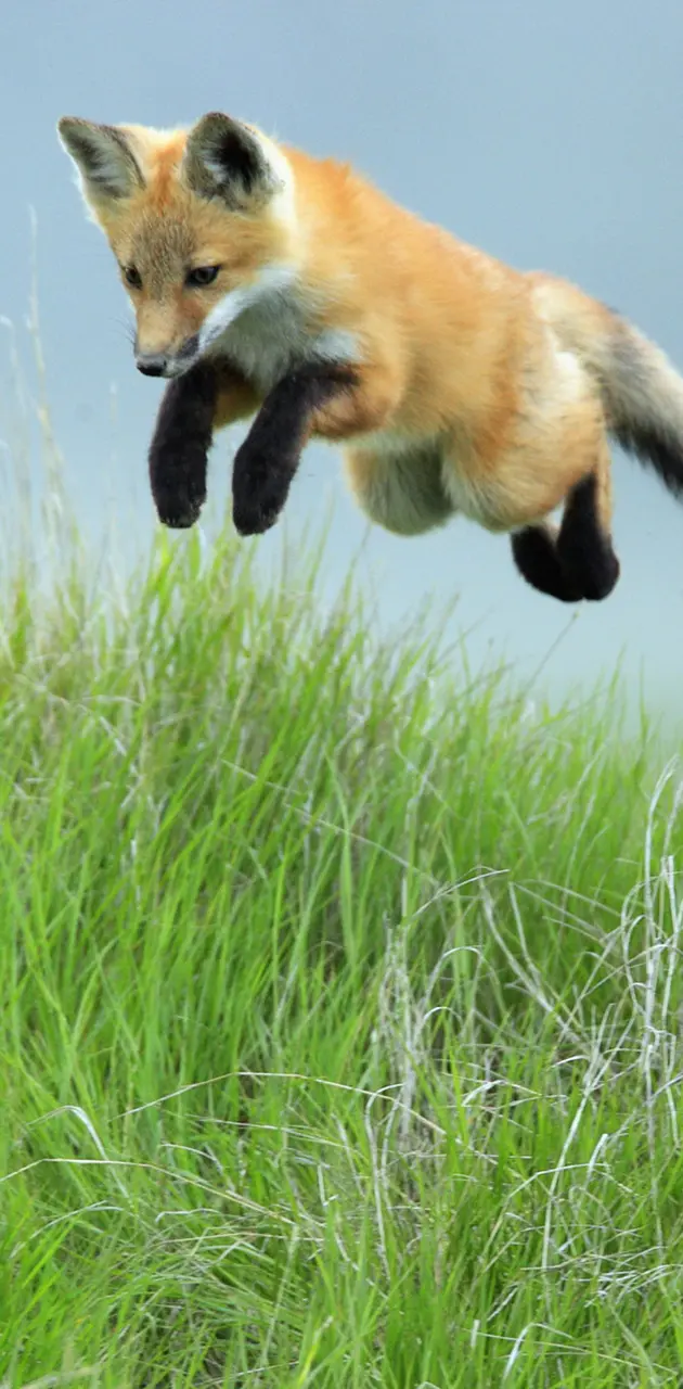 Leaping Red Fox Pup